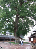CIMG6560